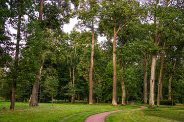 Obraz premium Winding Path Through Lush Green Forest