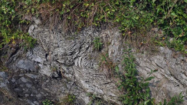 Folded strata in shale. On the cliffs at Coombe Beach near Fowey, Cornwall, UK
