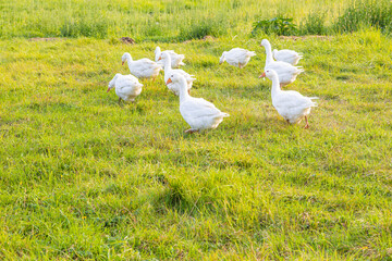 Domestic Geese Grazing on Green Pasture in Rural Countryside. A group of domestic geese walking and grazing on a lush green pasture in a rural countryside setting. The birds are spread across the gras © Nadiia