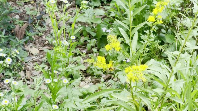 A bright yellow golden flower with a hornet visiting for pollination and nectar feeding.