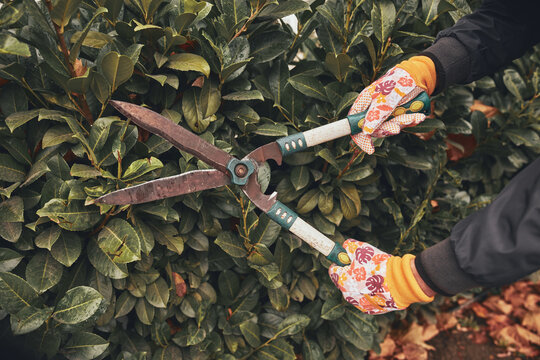 Gardener using pruning shears, taking care of hedge and plants.