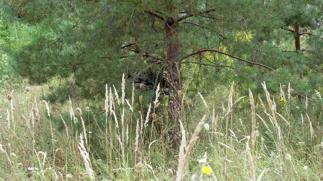 Shadowed figure moves quietly through tall grass. Pine tree stands tall behind the hidden figure. Fur is dark. Movement is subtle and cautious. Stillness hints at stealth or survival