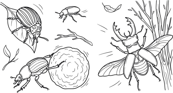 Beetles vector outline illustration set with stag beetle flying dung beetle rolling ball and colorado potato beetle doodle
