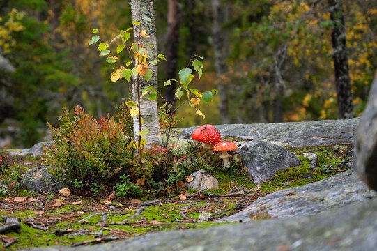 Red and white fly agarics grow in a peaceful autumn forest