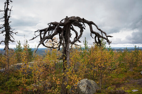 A weathered tree with sprawling, twisted branches