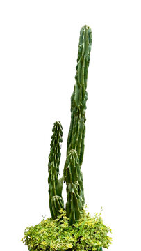 Vertical photo of a Cereus repandus cactus plant isolated on a transparent background