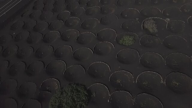 Close aerial pass over circular vine pits