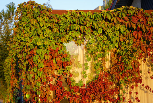 Autumn Vines Climbing on Fence Wall