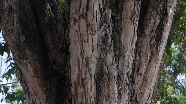 trunk of a tree