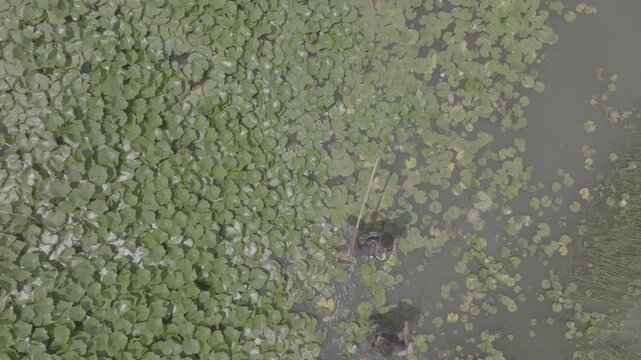 Raw untrimmed aerial drone take lake with lillypads michigan detroit