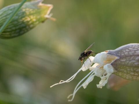 Kleine Fliege sitzt auf zartlila Bl&uuml;te des Taubenkropf-Leimkrauts und isst Pollen