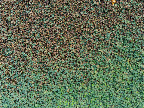 Top Down On Lily Pad Field At Lake Of The Ozarks
