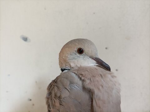 a puter bird (Streptopelia risoria) or its relatives from the Columbidae family.