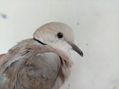 a puter bird (Streptopelia risoria) or its relatives from the Columbidae family.