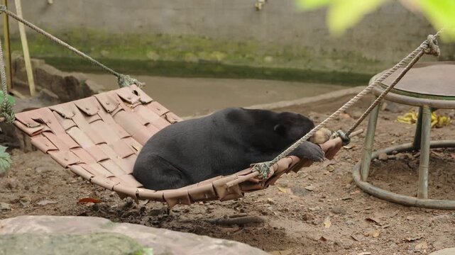 Malayan Sun Bear Relaxing on Hammock in Close View