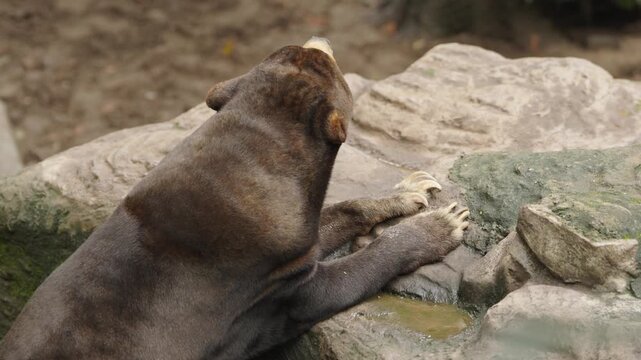 Malayan Sun Bear Sitting and Resting on Rock
