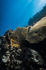 Backlit golden yellow sea fan gorgonian illuminated by sunlight on coral reef. © PIPE DIVE UNDERWATER