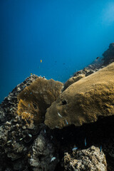 Backlit golden yellow sea fan gorgonian illuminated by sunlight on coral reef. © PIPE DIVE UNDERWATER