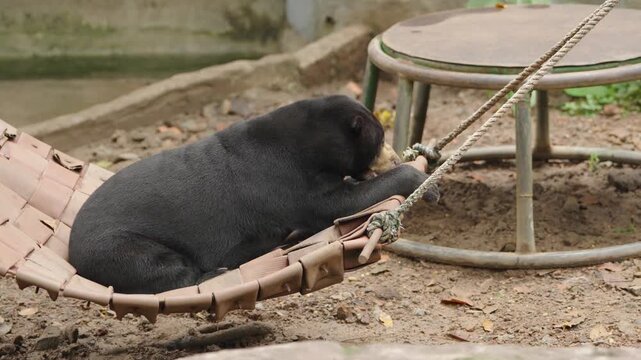 Malayan Sun Bear Resting Peacefully on Hammock