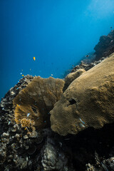 Backlit golden yellow sea fan gorgonian illuminated by sunlight on coral reef. © PIPE DIVE UNDERWATER