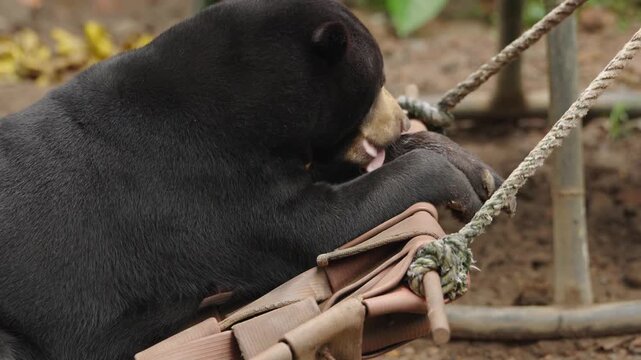 Malayan Sun Bear Resting Peacefully on Hammock