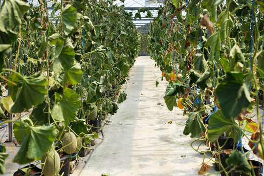 Interior of a modern greenhouse featuring rows of healthy melon plants growing in a controlled environment. Sustainable farming and greenhouse cultivation.