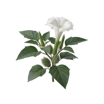 White angel s trumpet flower with buds and leaves on transparent background