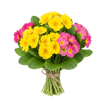 A vibrant bouquet of pink and yellow primrose flowers on transparent background
