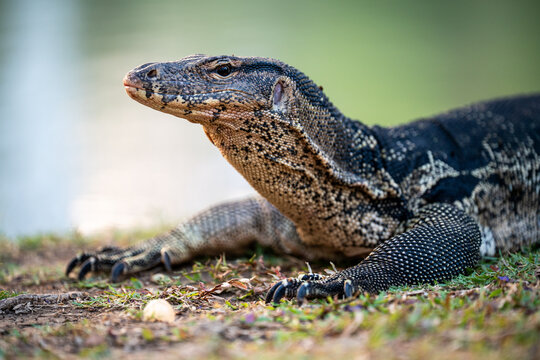 Large Asian Monitor lizard resting on ground beside pond at Lumpini park in Bangkok, Thailand., unique wild exotic animals display in city garden, big water monitor lizard resting on bank near lake.