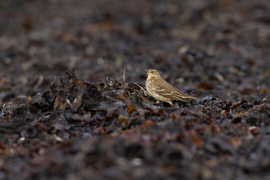 water pipit (anthus spinoletta) of scandinavian subspecies littorali searching for insects in seaweed at the beach during autumn migration, found at Fehmarn at the Baltic Sea in Germany
