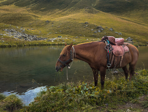 Horse Mountain Lake Kazbegi Alpine Landscape Hiking Adventure Juta Georgia Aesthetic