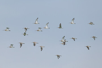 Fototapeta premium flock of Eurasian curlew (Numenius arquata) in flight, found at Fehmarn at the Baltic Sea in Germany
