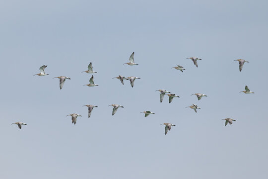 flock of Eurasian curlew (Numenius arquata) in flight, found at Fehmarn at the Baltic Sea in Germany
