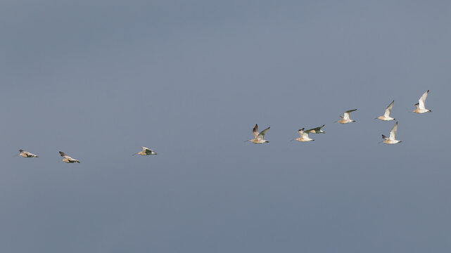 flock of Eurasian curlew (Numenius arquata) in flight, found at Fehmarn at the Baltic Sea in Germany