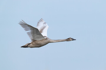 Obraz premium first calendar year or juvenile Mute Swan (Cygnus olor) in flight, found at Fehmarn at the Baltic Sea in Germany