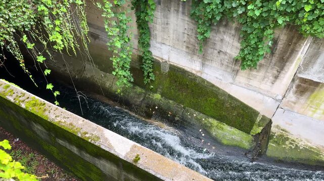 Ivy-Covered Concrete Channel of the Shakujii River in Tokyo