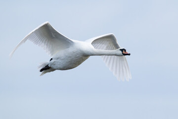 adult Mute Swan (Cygnus olor) in flight, found at Fehmarn at the Baltic Sea in Germany © Mathias Putze