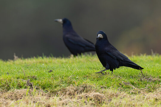 two adult rook (Corvus frugilegus) perching on the ground, found at Fehmarn at the Baltic Sea in Germany