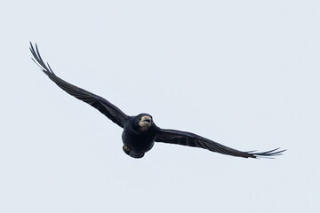  adult rook (Corvus frugilegus) in flight, found at Fehmarn at the Baltic Sea in Germany © Mathias Putze