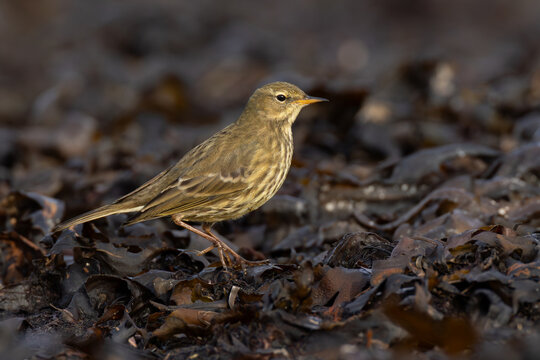 European rock pipit (Anthus petrosus) searching for insects in seaweed at the beach during autumn migration, found at Fehmarn at the Baltic Sea in Germany