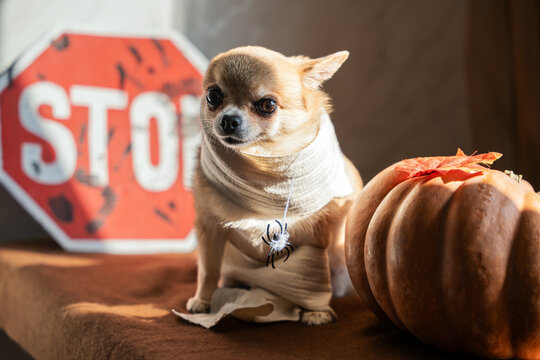 A small shorthair chihuahua dog dressed up in a spooky mummy costume with a toy spider, sitting on a table with a large pumpkin and a bloody stop sign background for Halloween holiday.