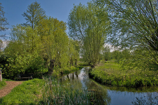 Oude Kale, creek through a green landscape with pollard willow trees on a sunny sprig day near Vinderhoute, Flanders, Belgium 