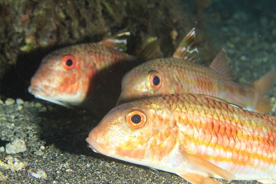 Group of red goatfish resting on sandy ocean floor underwater
