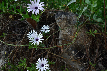 fiori estate campagna giardino © laurent