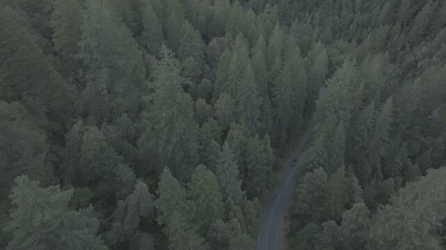 Raw untrimmed aerial drone over forest &mdash; take 2