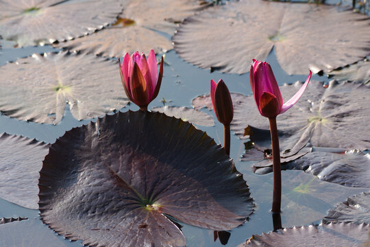 beautiful flower in a morning time pink water lily bird in a lake 