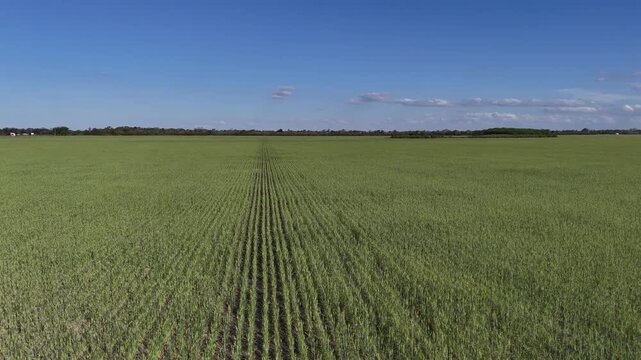 Aerial forward flight over converging rows of a green wheat field under a deep blue sky, Chaco, Argentina
