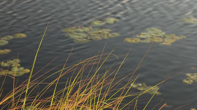 water Lillies in pond at sunset,Stanford, South Africa