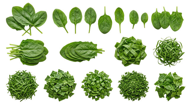 Fresh baby spinach leaves collection, organic green spinach set isolated on white, chopped and shredded spinach for cooking and healthy recipes