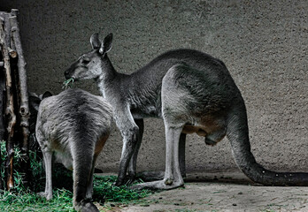 Eastern grey kangaroo eats hay. Latin name - Macropus giganteus  © Mikhail Blajenov
